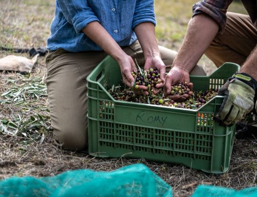 Inside Olio Piro: A Brother-Sister Team Redefining Tuscan Extra Virgin Olive Oil