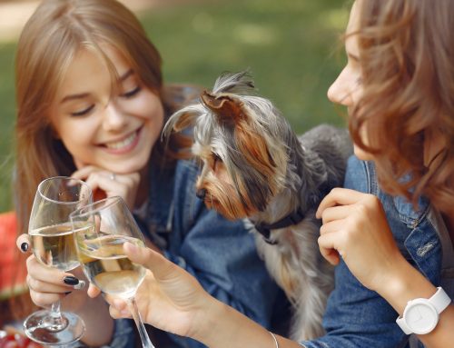 How to Plan a Dog-Friendly Wine Country Trip